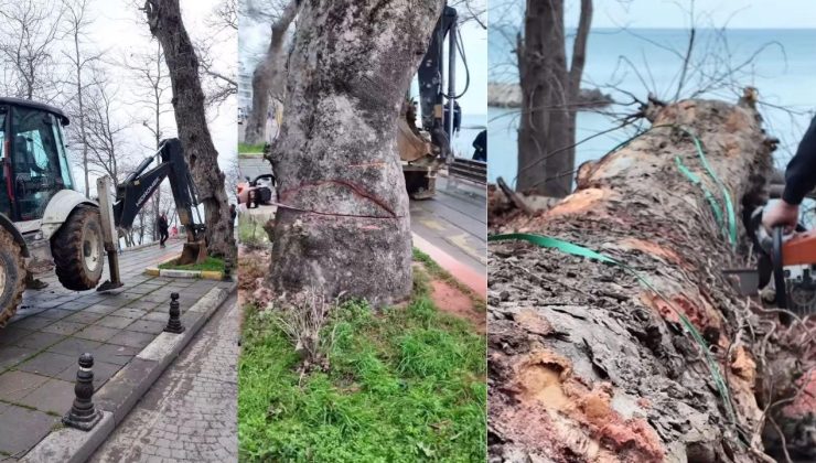 Çınar Caddesi’ndeki Ağaç Güvenlik Nedeniyle Kaldırıldı