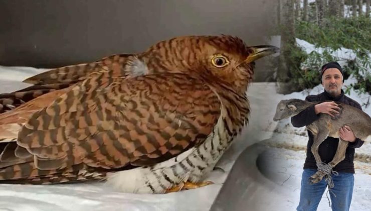 Düzce’de 211 Yaban Hayvanına Müdahale Edildi, 130’u Doğaya Salındı