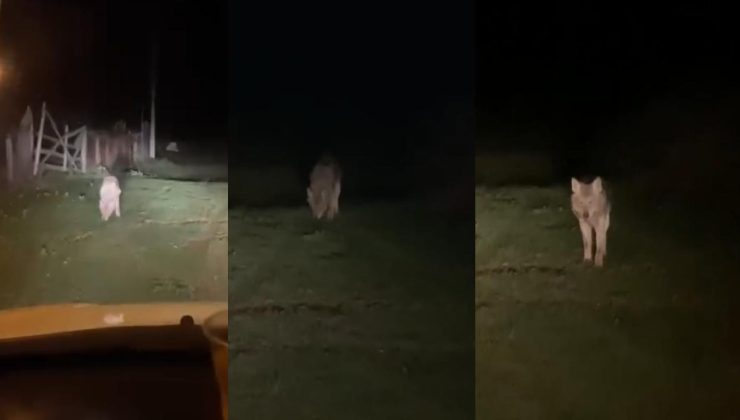 Akçakoca’da Korkutan Anlar: Aç Kalan Kurt Köy Merkezine İndi