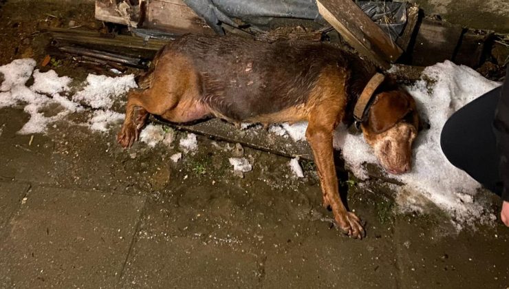 Görüntüler Dehşete Düşürdü: Hamile Köpeğe Çarpıp Yoluna Devam Etti