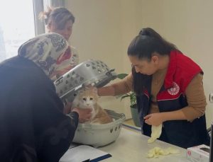 Cumayeri’nde Sahipli Hayvanlara Mikroçip ve Kuduz Aşısı Seferberliği